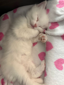 Blue Eyed White Ragdoll Kitten