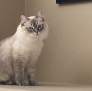 Diamond Class Ragdolls Blue Lynx Point