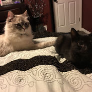 Ragdoll Cat with Kitten Rescue