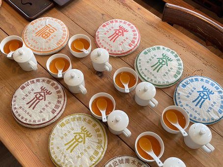 古樹プーアル茶 品評の様子ご紹介