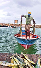 La pêche à marie galante