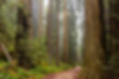 Photo of the California Redwood forest