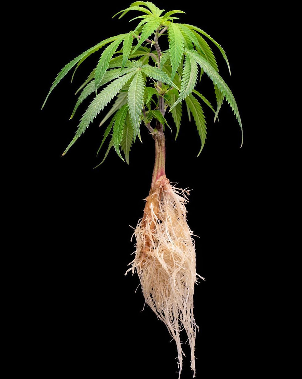 Marijuana roots