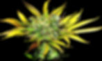 Springtime It up With Cannabis