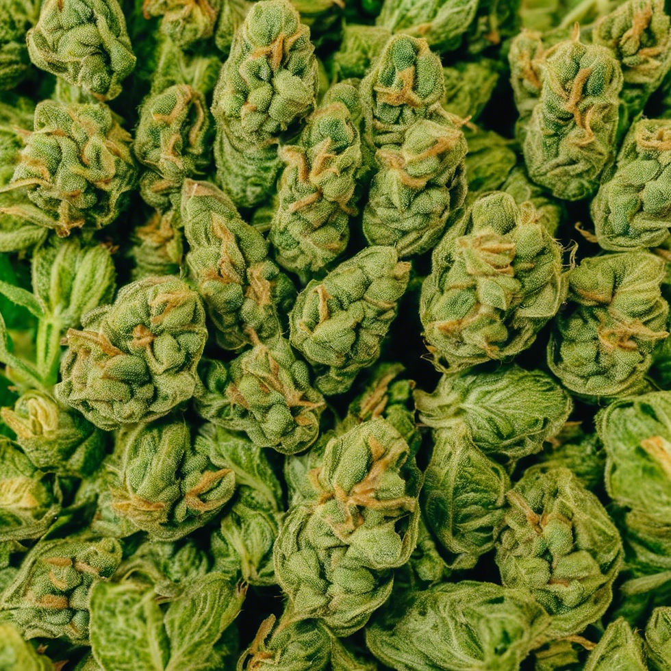 Alien og marijuana strain