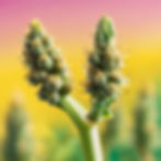 All about Banana Runtz strain