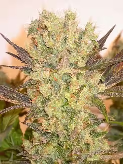 Motavation Strain