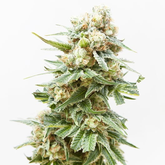 Close-up of a cannabis plant with green leaves and frosty trichomes. Buds are dense and covered in orange pistils against a white background.
