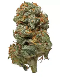 Close-up of a cannabis bud with shades of green and orange, covered in white crystals, isolated on a white background.