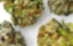 seedless cannabis