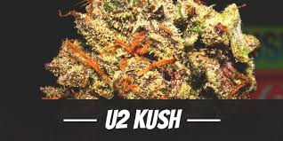 Close-up of cannabis buds with orange hairs, labeled "U2 Kush" in bold white text on a black banner, set against a dark background.