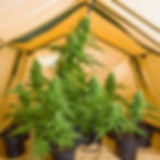 cannabis grow in a tent