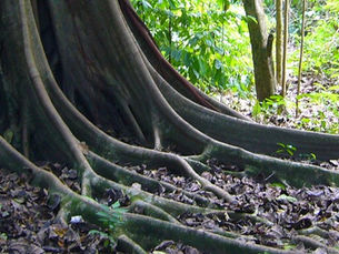 Why Do Cloud HR Integration Requirements Matter?