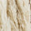 Thumbnail: Pampas Grass