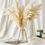 Thumbnail: Pampas Grass