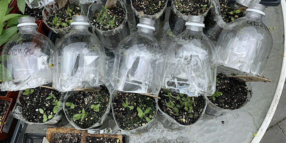 Winter Sowing with Advanced Master Gardener Alice Ely