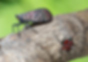 Earthplace: Lecture and Q&A The Spotted Lanternfly Project
