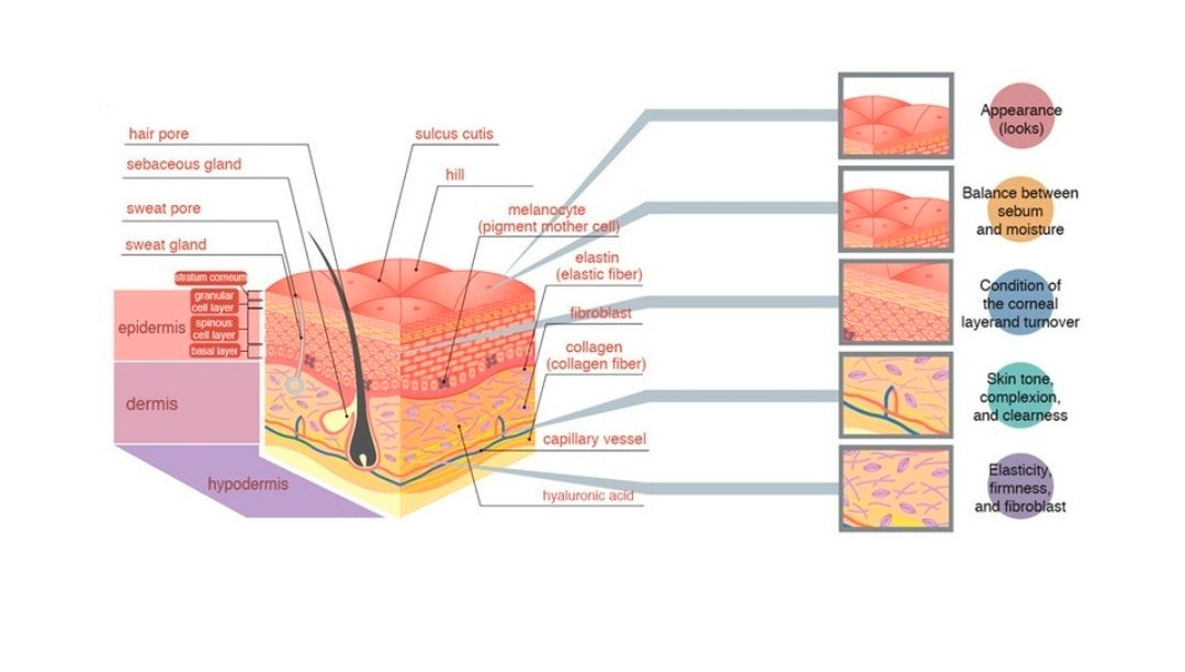 Skin Formula - Autoimmune