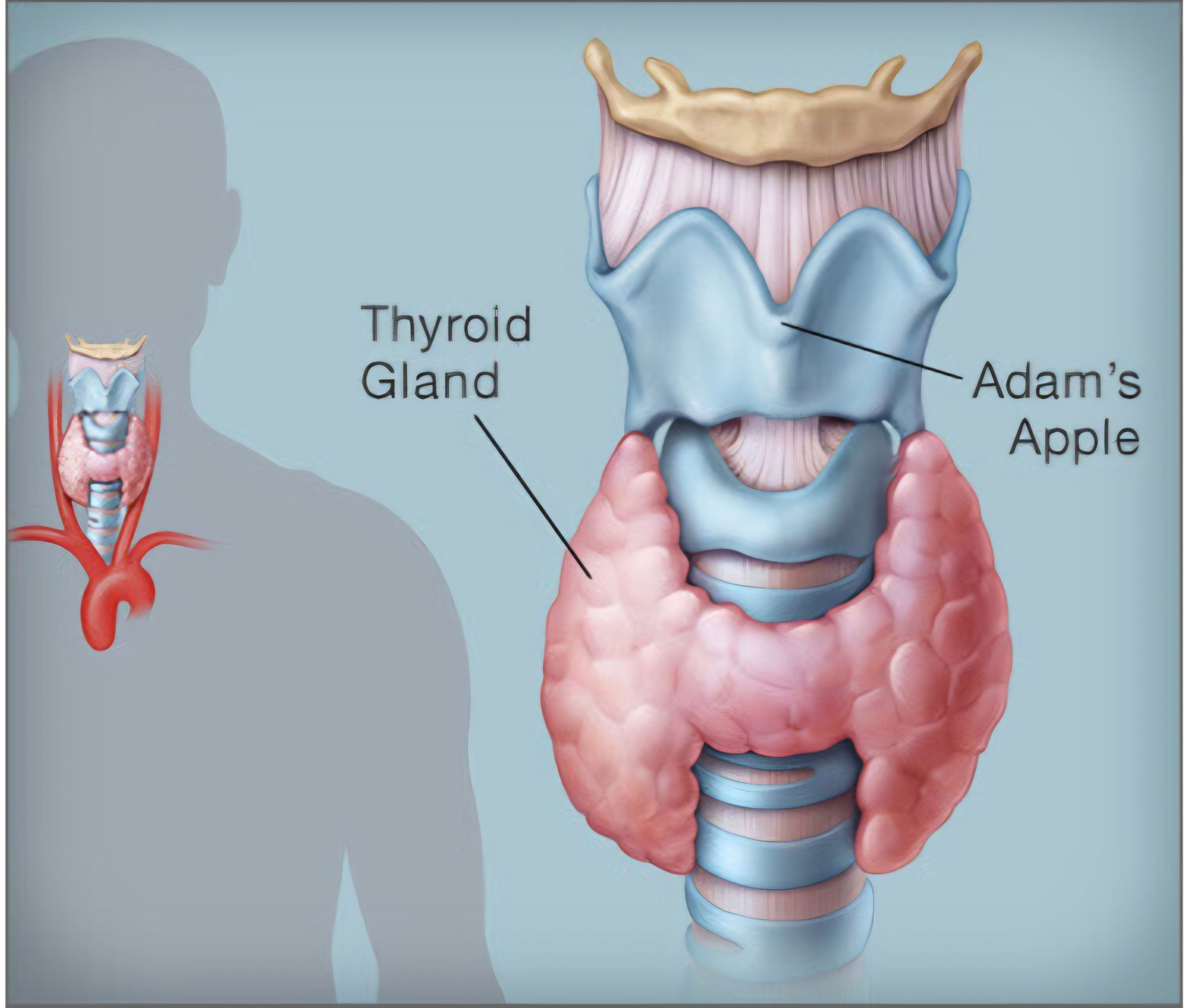 Autoimmune Thyroid Formula Tablets
