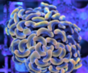 branching GOLD HAMMER Euphyllia Ancora