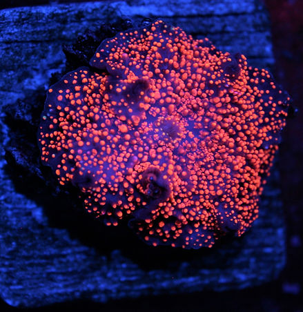 Interstellar Mushroom | website