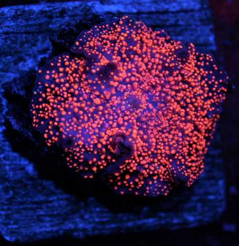 インターステラーバウンスマッシュルーム Interstellar Mushroom | website
