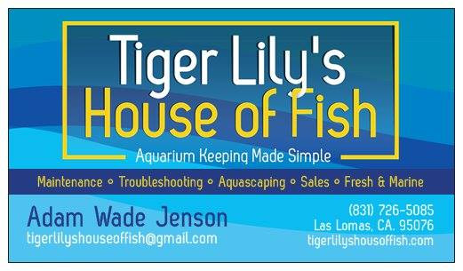 Tiger lily's house of fish clearance