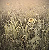 IMG_4479_edited.jpg