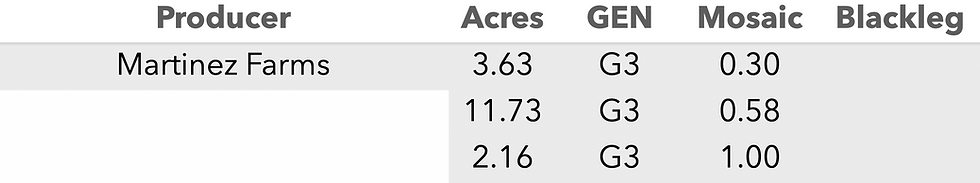 Mountain Gem Russet PCS 25