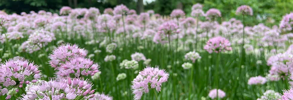 Spacer_chives with pollinator_Morton Arboretum_edited.jpg