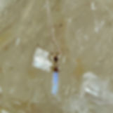 Thumbnail: Mini Crystal Point Necklace - Sterling Silver