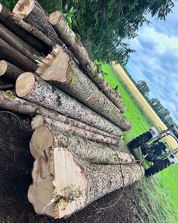 Holzausbeute eines halben Arbeitstages
