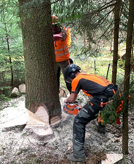 Maibaum Pasenbach 2024