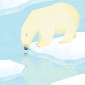Shirokuma