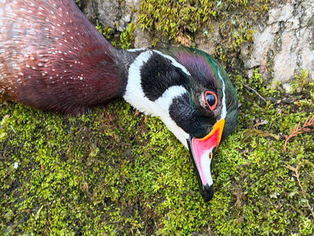First Official Duck — Sans Souci Outfitters in Windsor, North Carolina