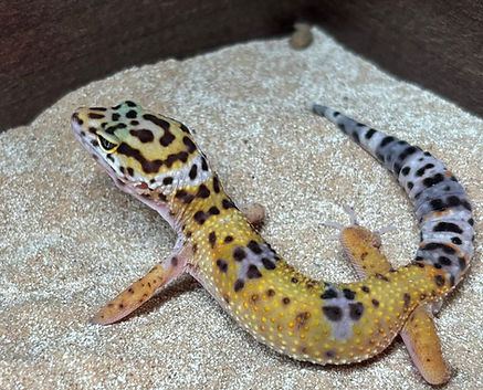 Leopard Geckos
