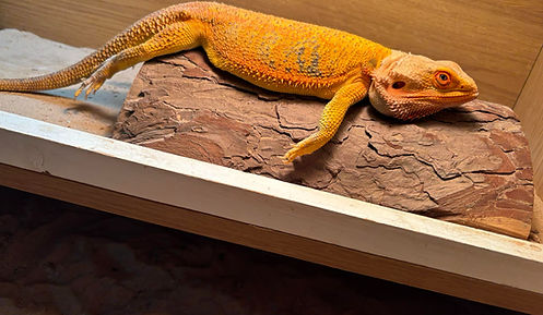 Lazy Bearded Dragons