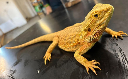 Bearded Dragons