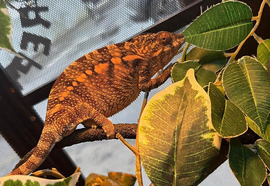Chameleons