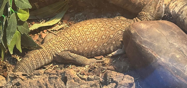 Savannah Monitor