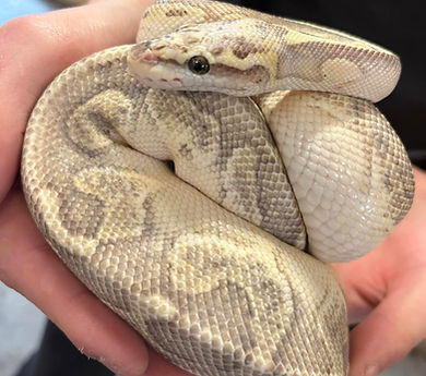 Ball Pythons