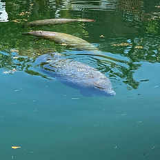 Manatee
