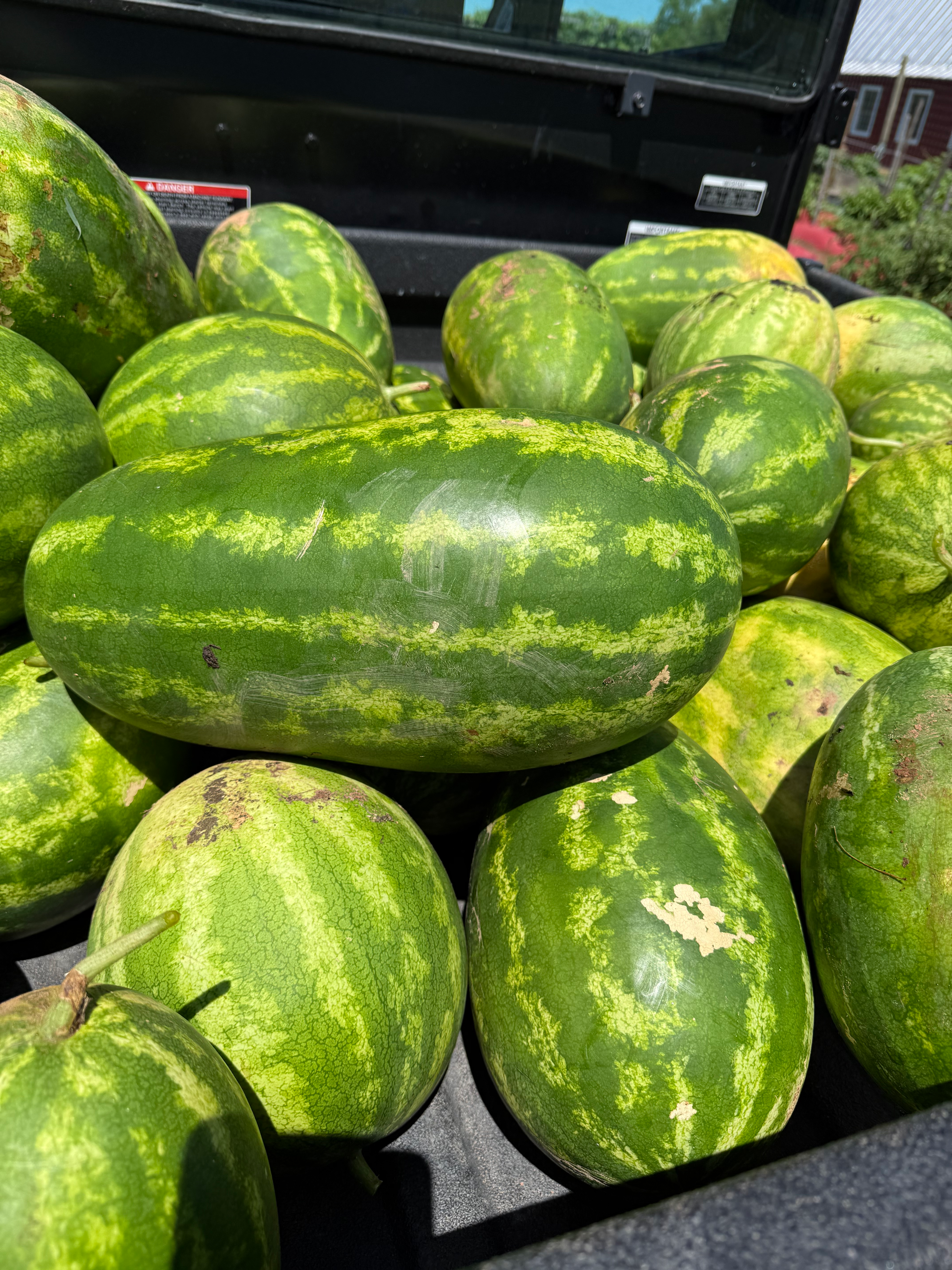 Watermelon (subject to total weight)
