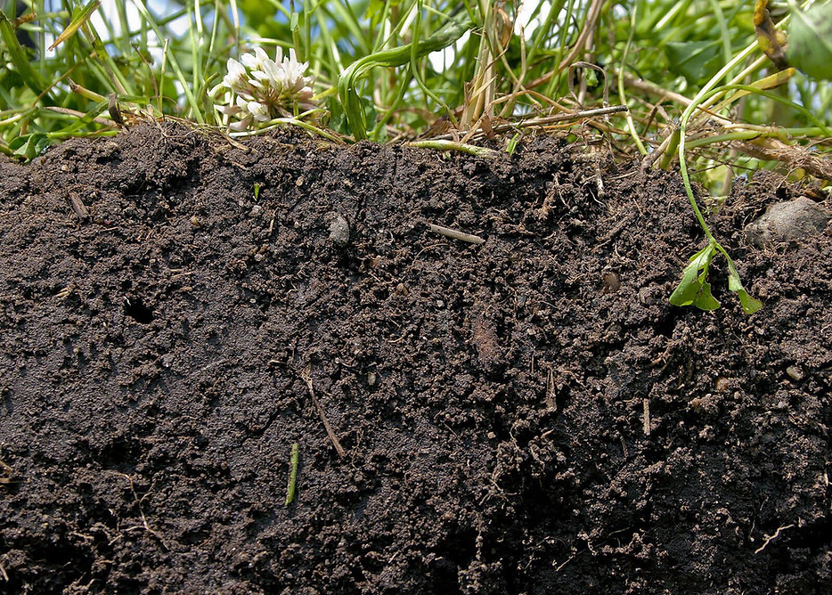 humus-decomposition-matiere-organique.jp