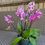 Thumbnail: Bowl of Orchid plants