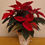 Thumbnail: Christmas Pointsettia plant