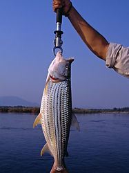 Tiger Fishing with Shockwave Adventures