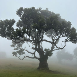 Mist(erul)