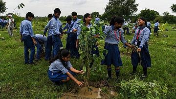 treeplantation.jpeg