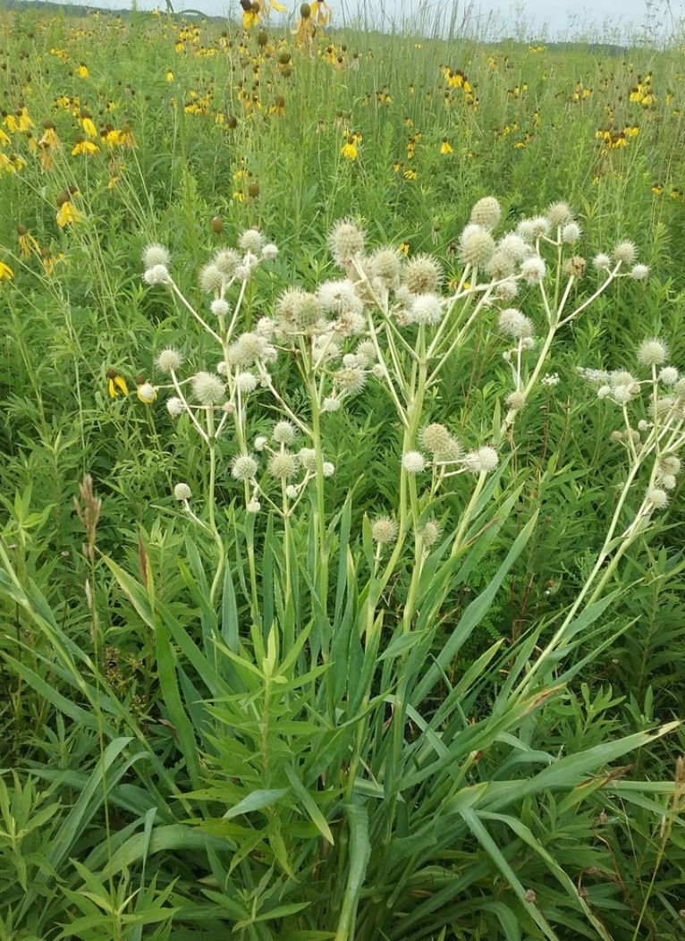 Rattlesnake master 